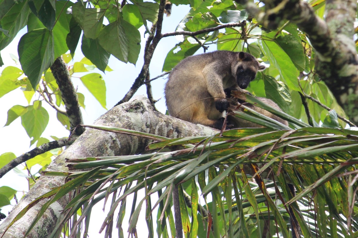 Mabi Forest Restoration, Atherton Tablelands, Queensland